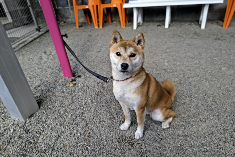 Read more about the article 柴犬の“あずき　ちゃん”　🧐